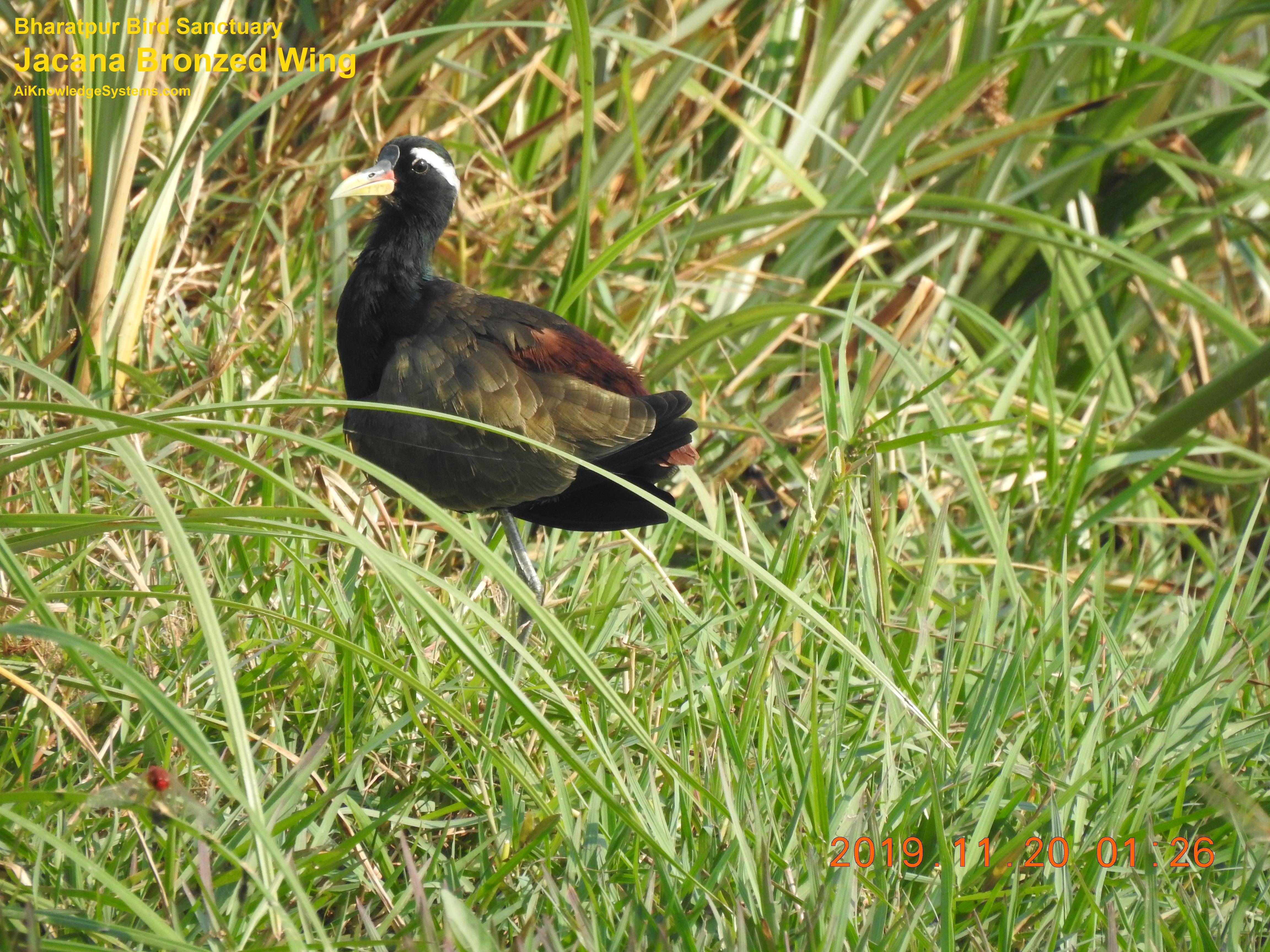 Jacana Bronzed Wing (3) Coming Soon